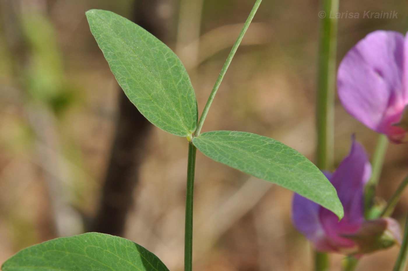 Image of Lathyrus humilis specimen.