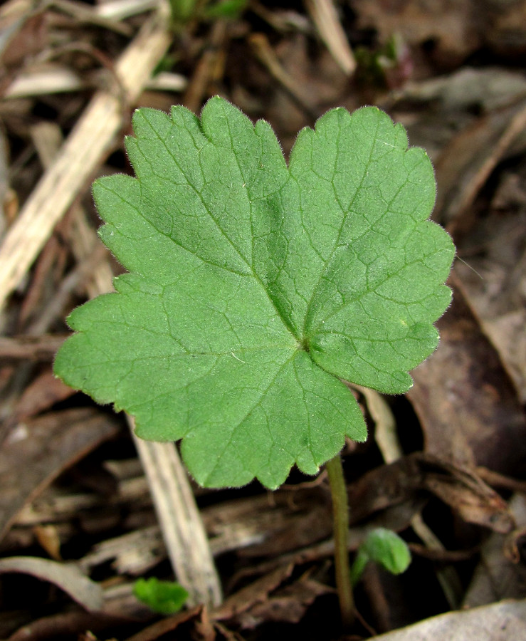 Изображение особи Heracleum sibiricum.