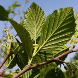 Duschekia alnobetula. Часть ветки с пестичными соцветиями и листьями (у листьев видна их нижняя сторона). Германия, г. Дюссельдорф, Ботанический сад университета. 04.05.2014.