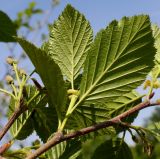 Duschekia alnobetula