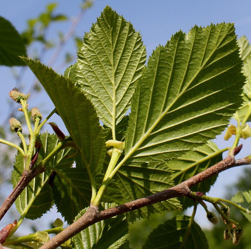 Изображение особи Duschekia alnobetula.