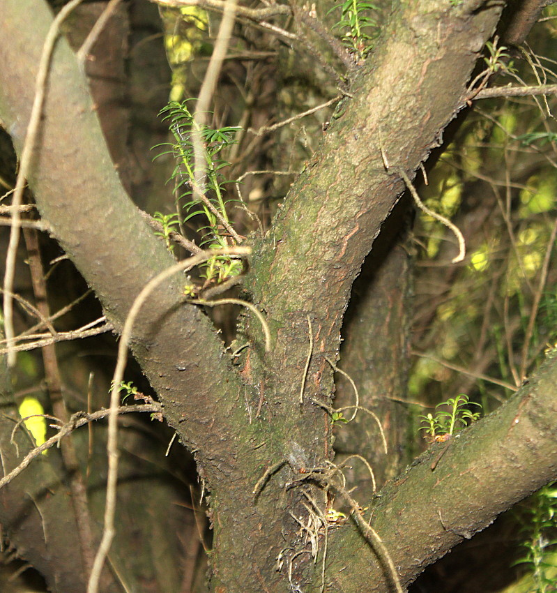 Image of Taxus canadensis specimen.