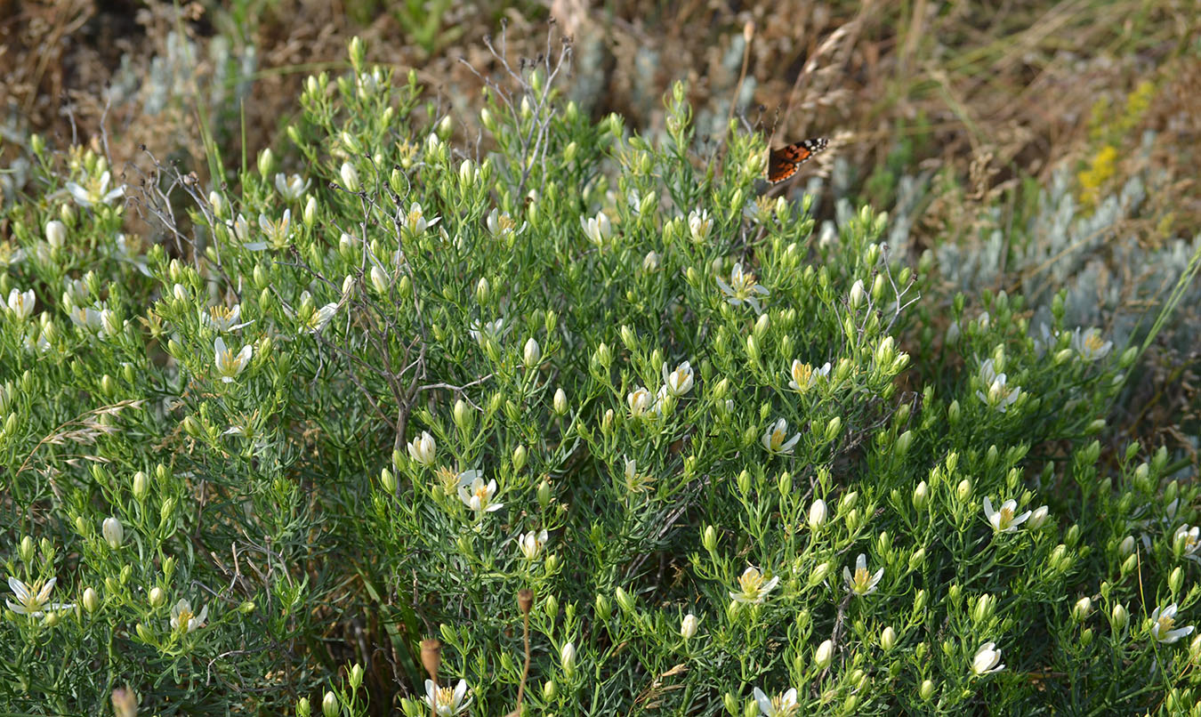 Image of Peganum harmala specimen.