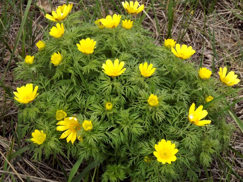 Image of Adonis volgensis specimen.