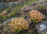 Saxifraga cespitosa