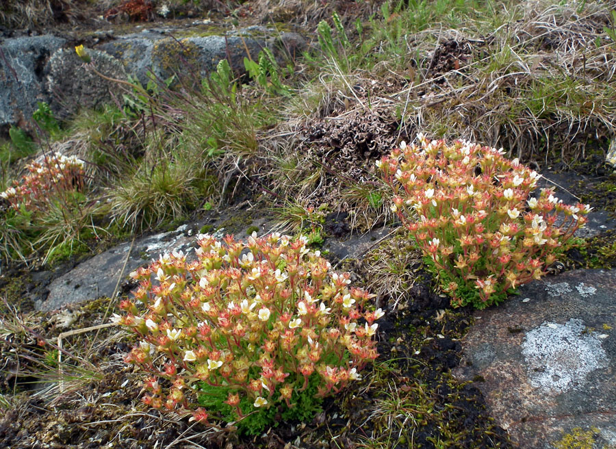 Image of Saxifraga cespitosa specimen.