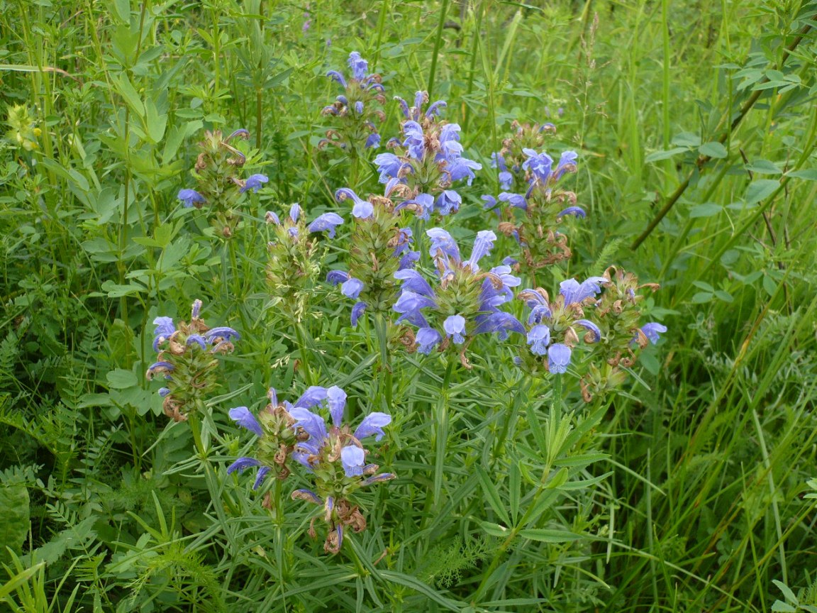 Изображение особи Dracocephalum ruyschiana.