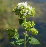 Origanum subspecies viride