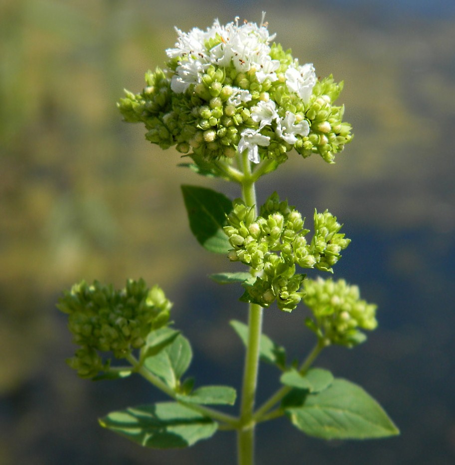 Изображение особи Origanum vulgare ssp. viride.