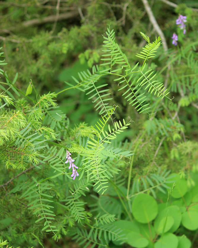 Image of Vicia cracca specimen.