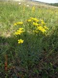 Linum flavum