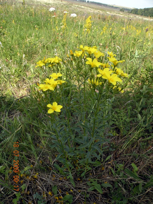 Изображение особи Linum flavum.