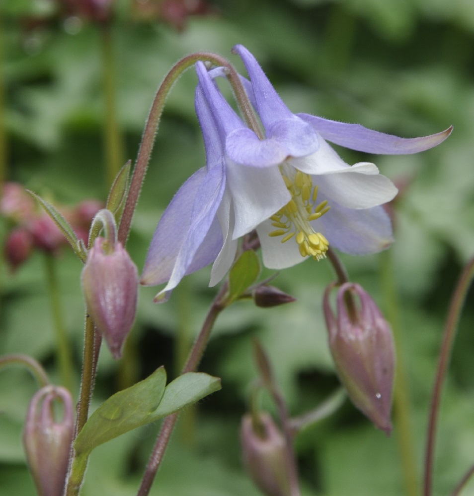 Image of Aquilegia ottonis ssp. amaliae specimen.