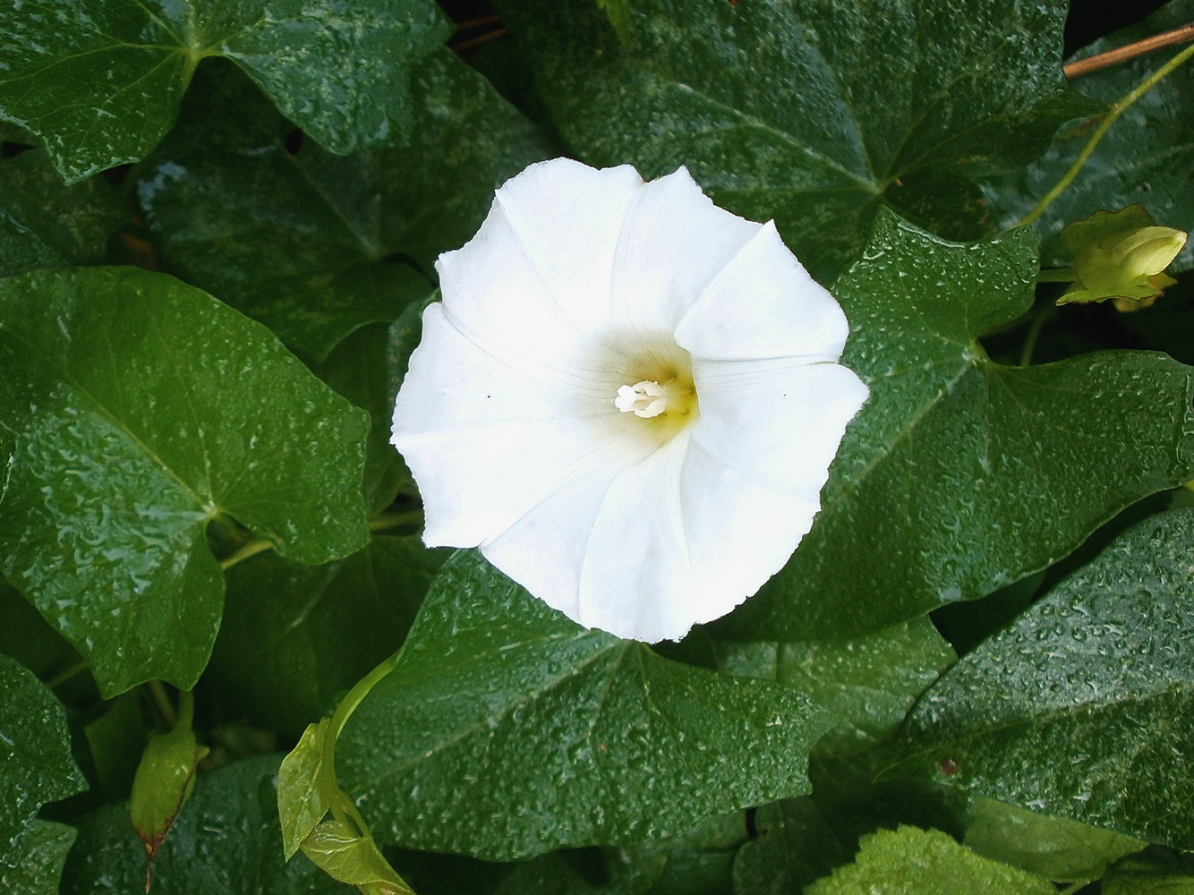 Image of Calystegia silvatica specimen.