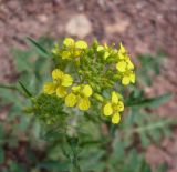 Sisymbrium loeselii