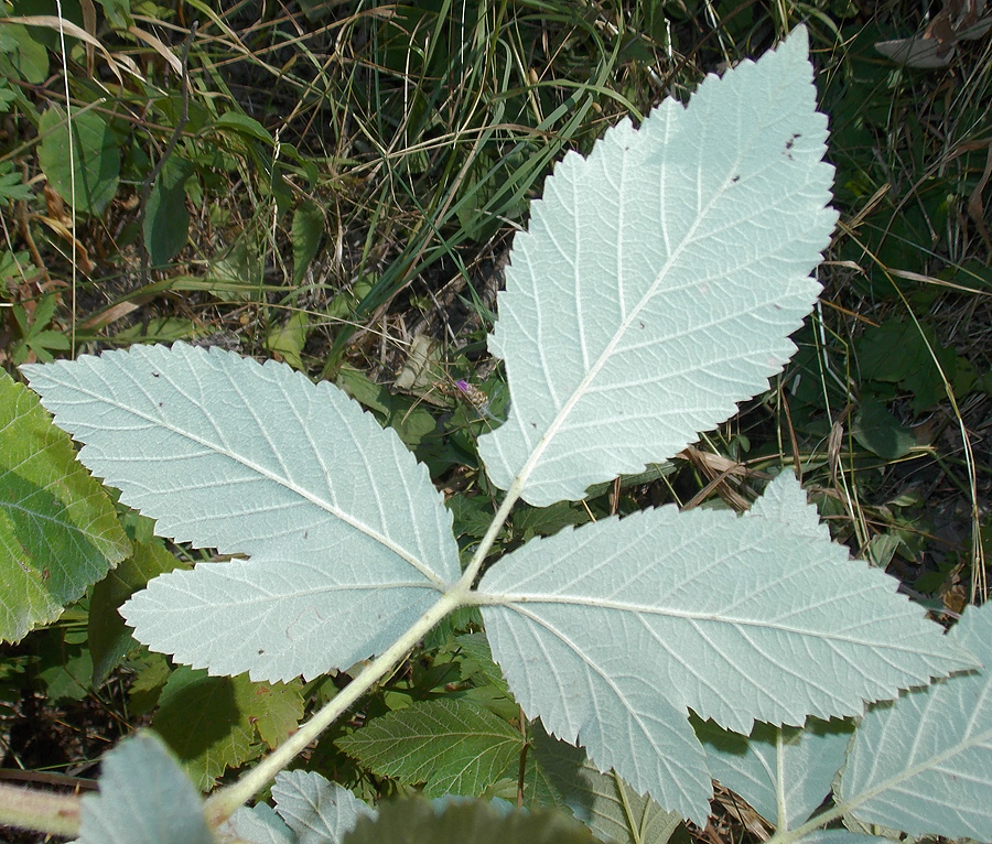 Image of Rubus canescens specimen.