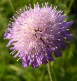 Knautia arvensis