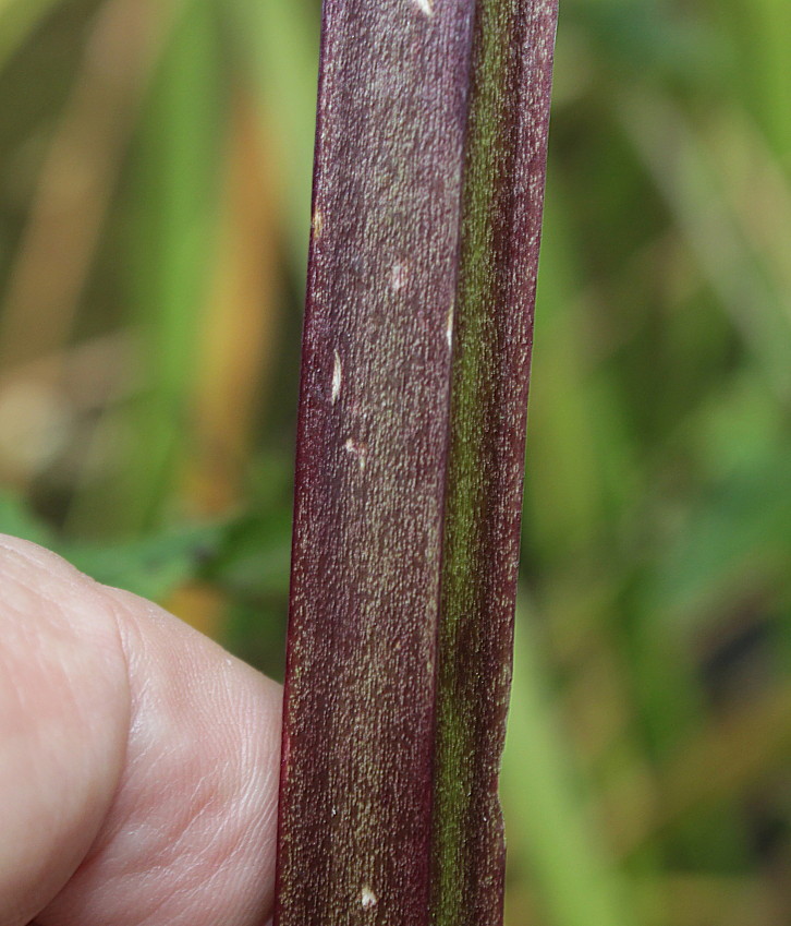 Image of Scrophularia umbrosa specimen.