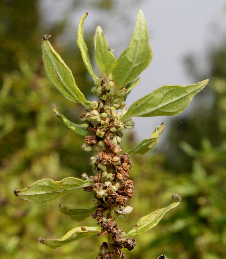 Изображение особи Parietaria officinalis.