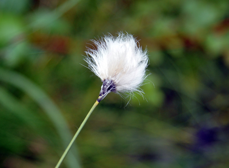 Image of Eriophorum vaginatum specimen.