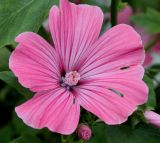 Malva trimestris