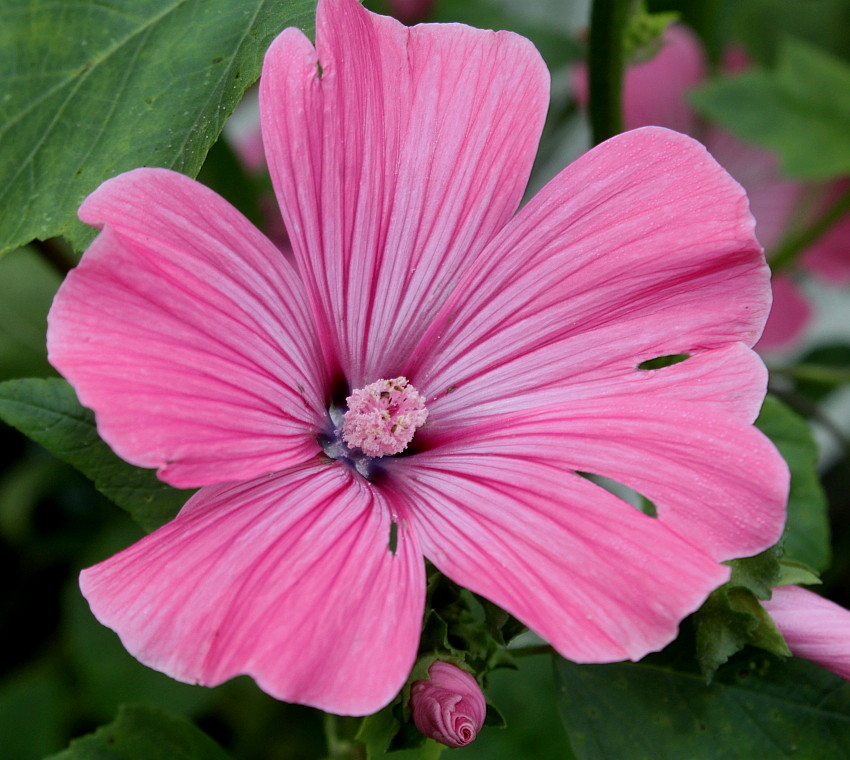 Image of Malva trimestris specimen.