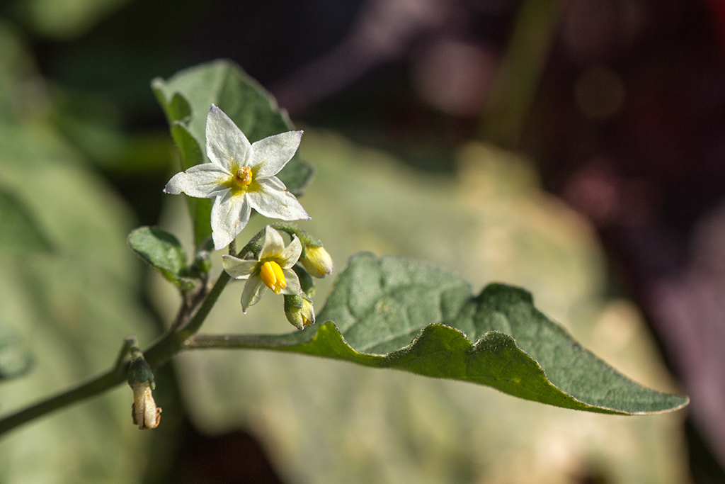 Изображение особи Solanum nigrum ssp. schultesii.