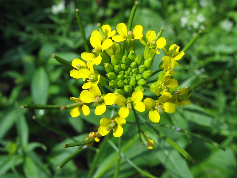 Image of Erysimum cheiranthoides specimen.