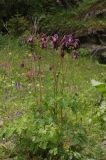 Aquilegia atrovinosa