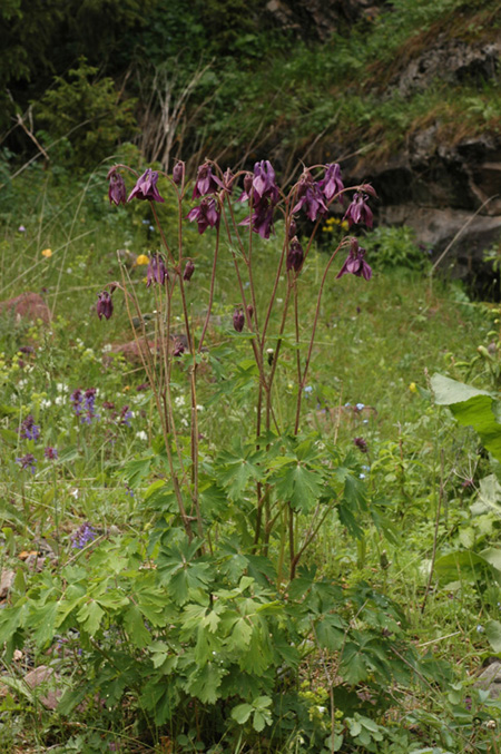 Image of Aquilegia atrovinosa specimen.