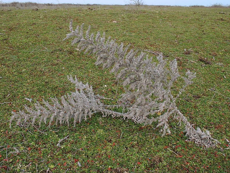 Изображение особи Echium biebersteinii.