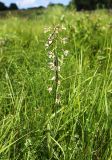 Epipactis palustris