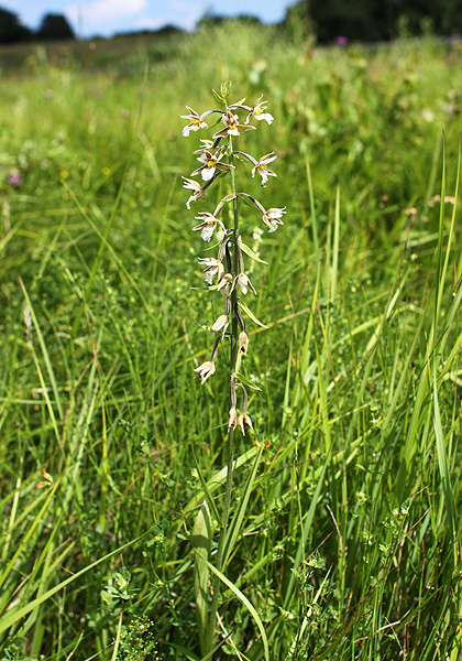 Изображение особи Epipactis palustris.