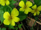 Viola uniflora