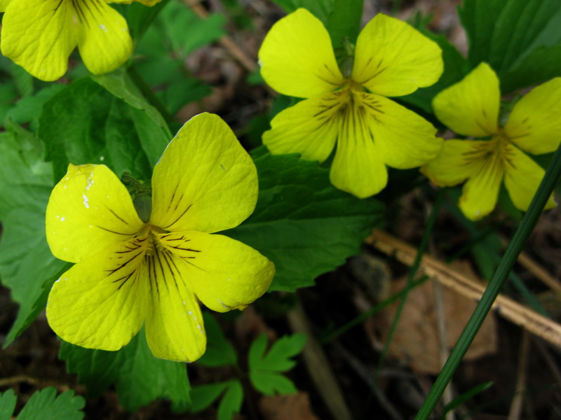 Image of Viola uniflora specimen.