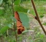 Betula pubescens