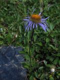 Erigeron flaccidus