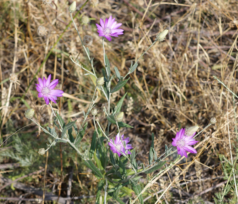 Изображение особи Xeranthemum annuum.