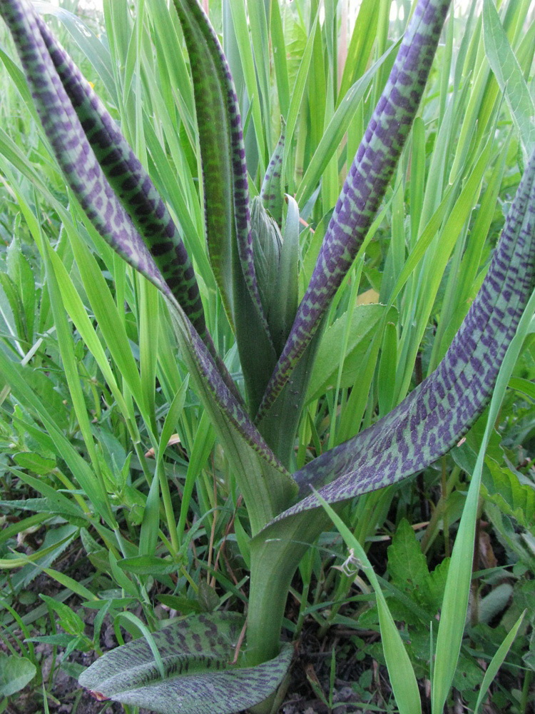 Изображение особи Dactylorhiza &times; kerneriorum.