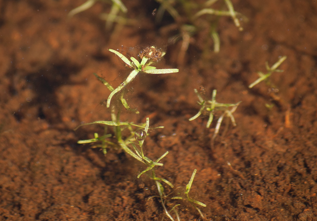 Изображение особи Callitriche palustris.