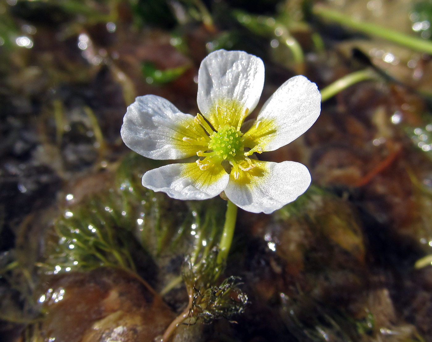 Изображение особи Ranunculus ashibetsuensis.