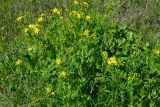 Senecio vernalis. Цветущее растение в степи. Крым, Керченский п-ов, Опукский заповедник. 20.04.2015.