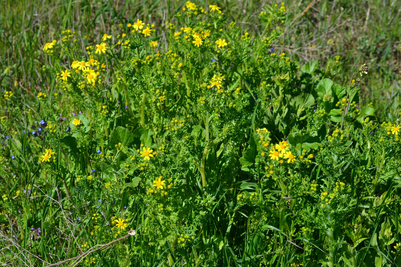 Изображение особи Senecio vernalis.