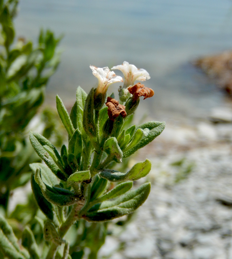 Image of Argusia sibirica specimen.