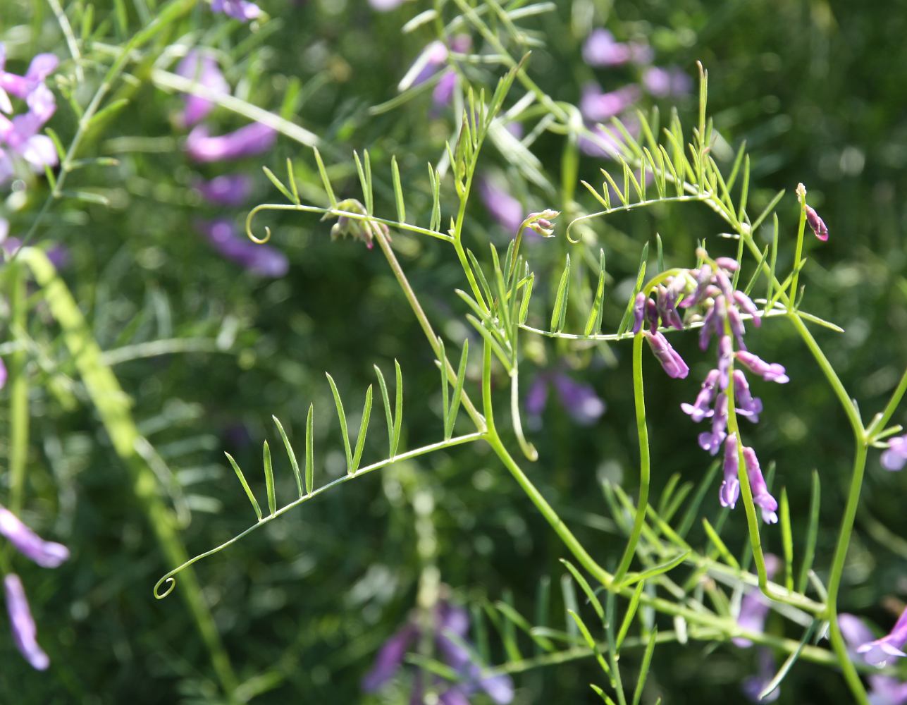 Image of Vicia elegans specimen.