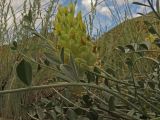 Astragalus petropylensis