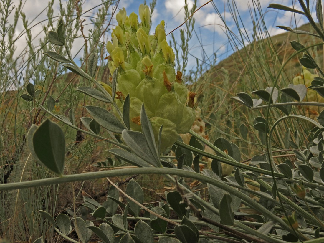 Изображение особи Astragalus petropylensis.