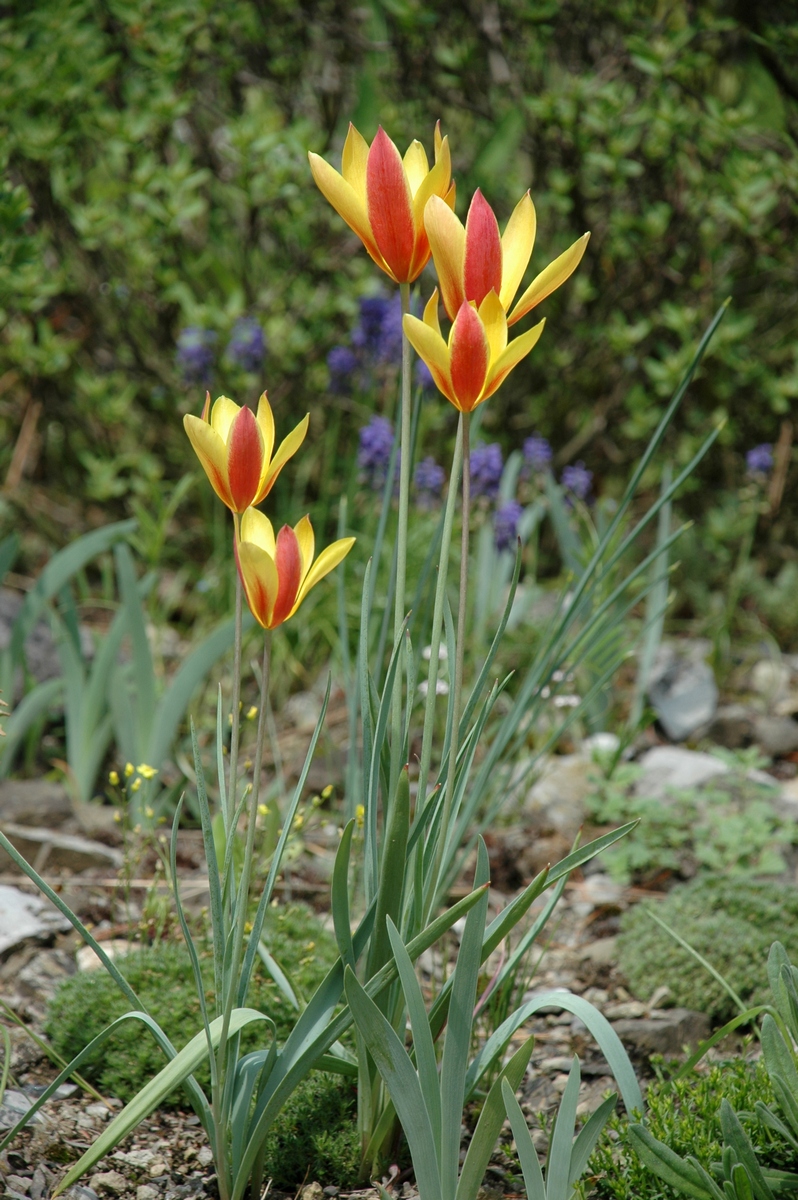 Image of Tulipa clusiana var. chrysantha specimen.