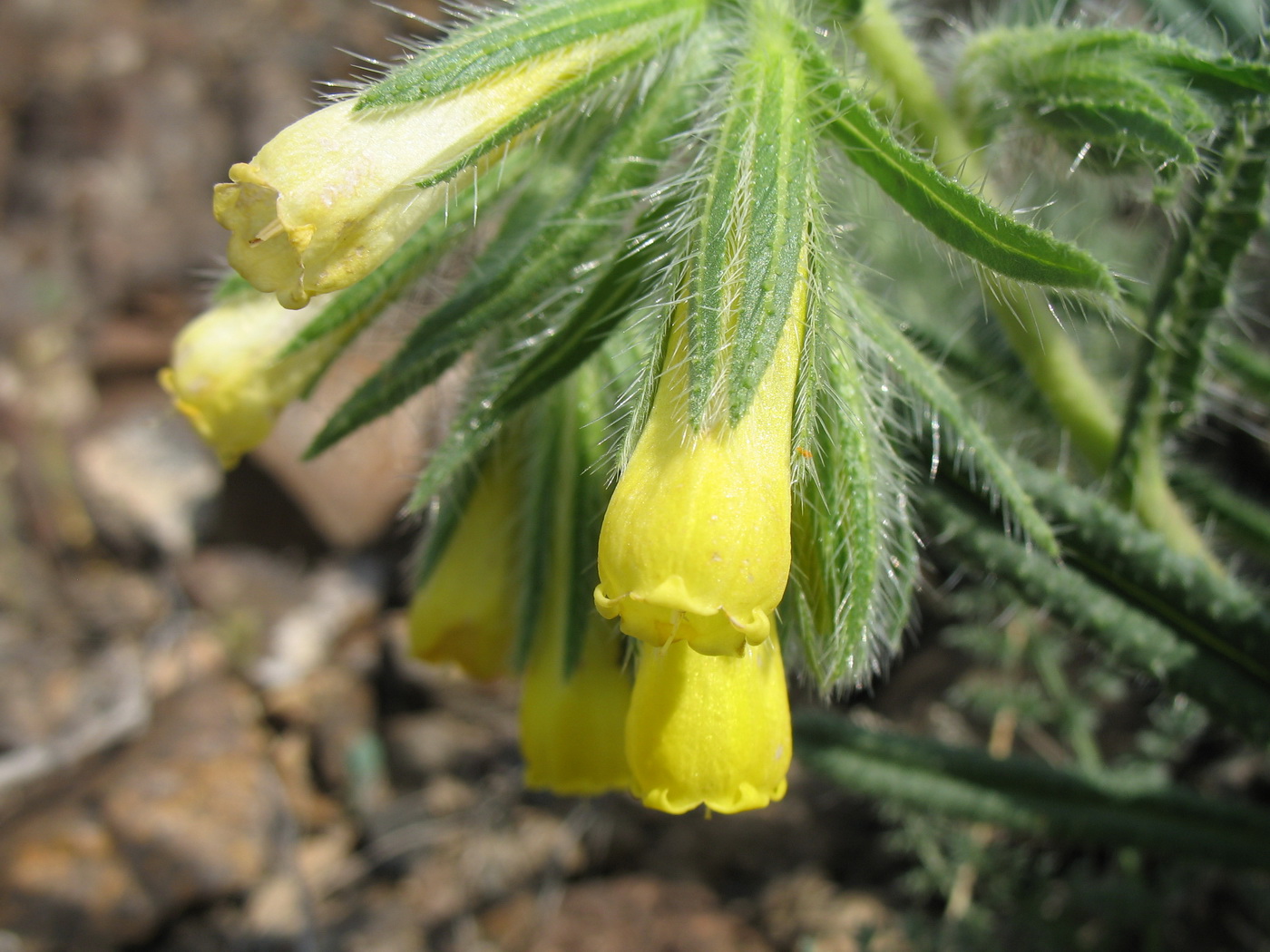 Image of Onosma irritans specimen.