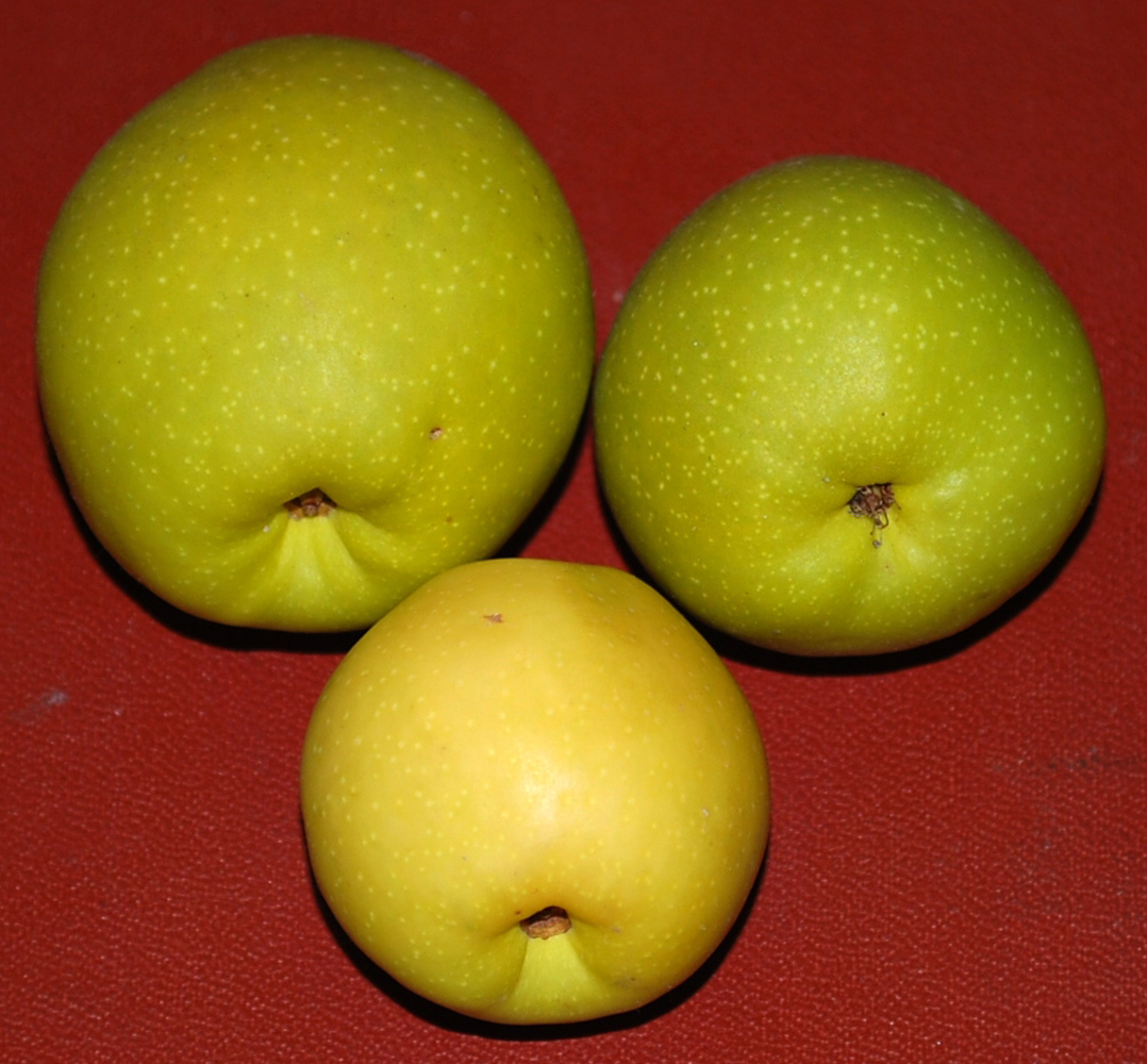 Image of Chaenomeles japonica specimen.